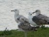 Caspian Gull at Wat Tyler Country Park (Steve Arlow) (95326 bytes) Caspian Gull at Wat Tyler Country Park (Steve Arlow) (95326 bytes)